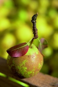 Champagnerbratbirne fruit