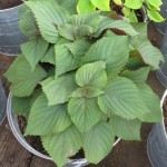 Tiato leaves