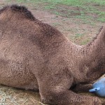 Dromedary camel