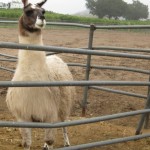 Llama at Saddlerock Ranch, Malibu
