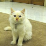 The welcoming cat at Hôtel Le Bristol