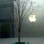 Apples still grows on trees