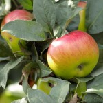 Wild apples
