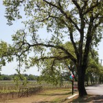 Walking along West Dry Creek Road