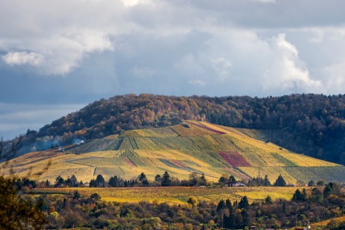 Hillside vineyards