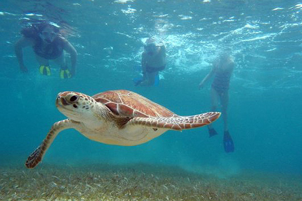 Sea turtles are a common sight at Akumal