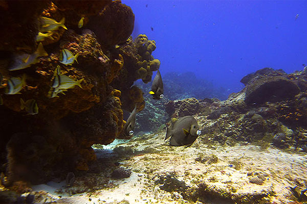 Exploring the colorful underwater world of the Mesoamerican Reef