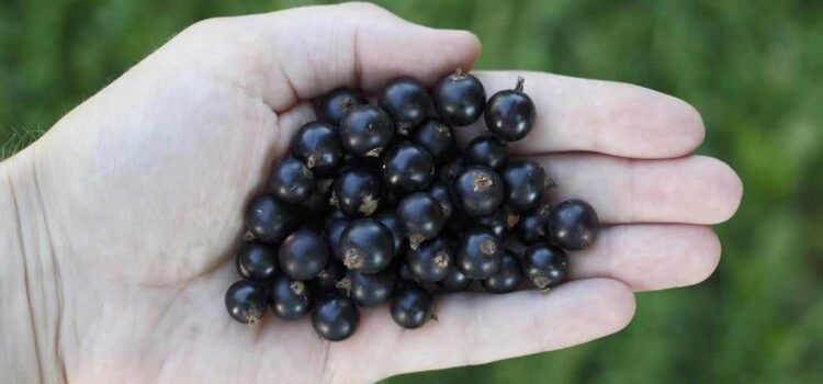 Health Benefits of Açaí