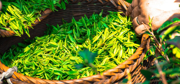 Health Benefits of Green Tea