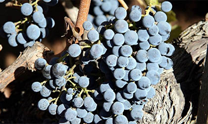 Cabernet franc