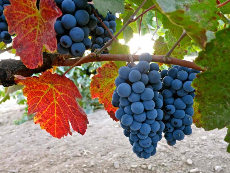 Charbono grapes