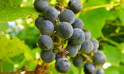 Concord grapes