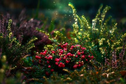 Cranberries