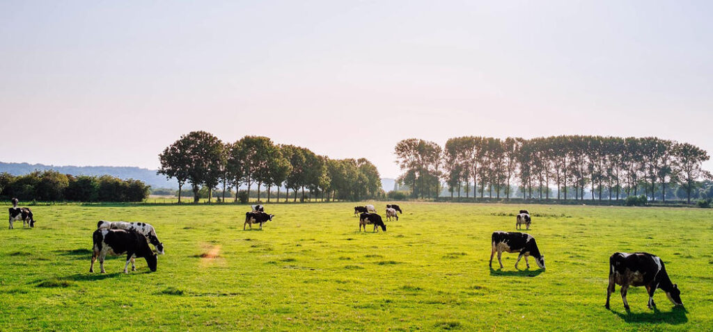 Grass fed beef