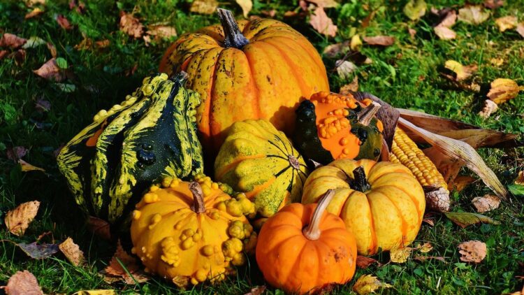 Pumpkin health benefits