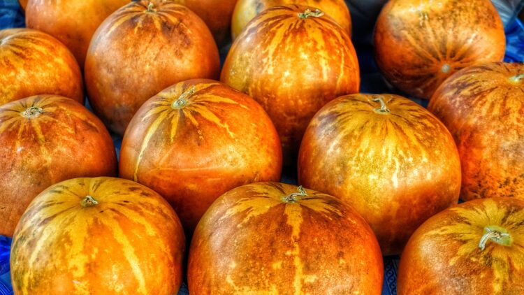 Pumpkin squash recipes