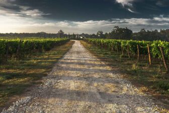 Grape Varietal Descriptions