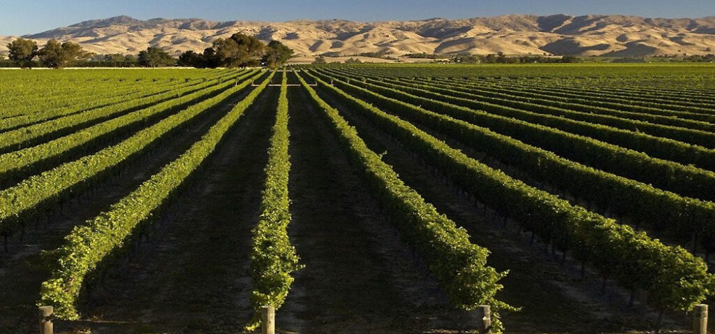 Classic New Zealand Wine Trail