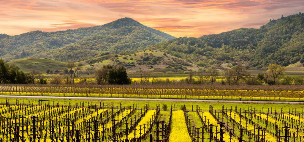 Napa Valley Highway 29