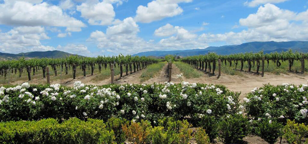 Temecula Valley Wine Country
