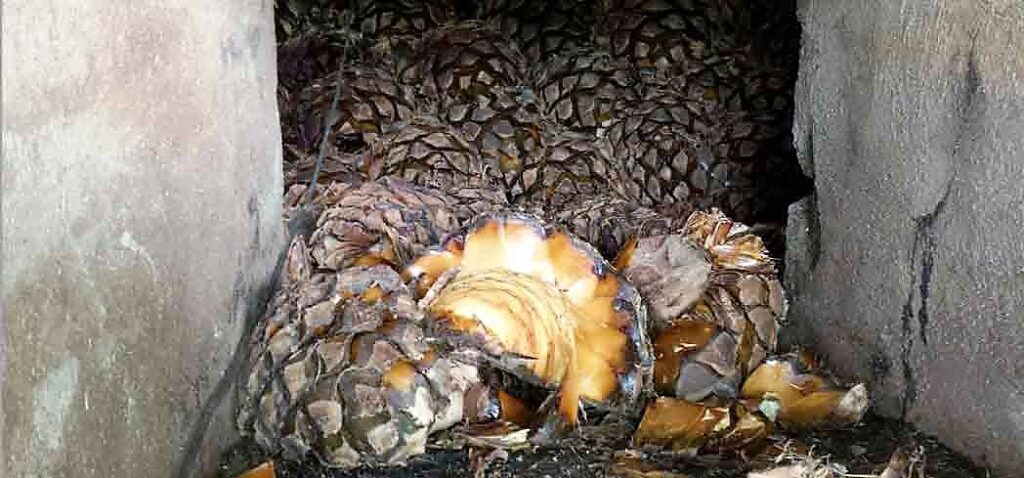 Agave pinas in oven