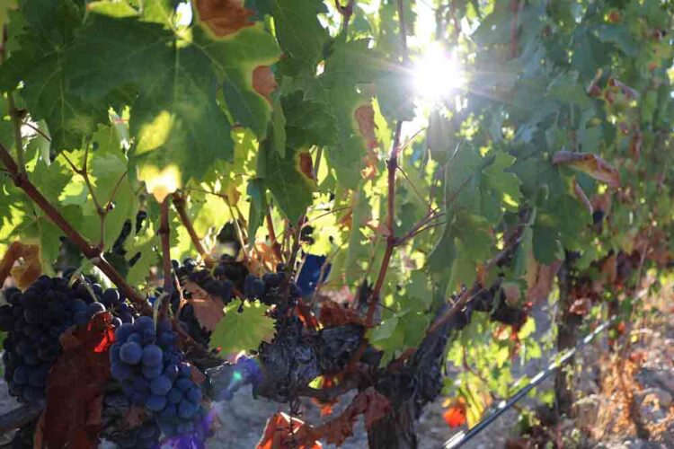 Syrah grapes