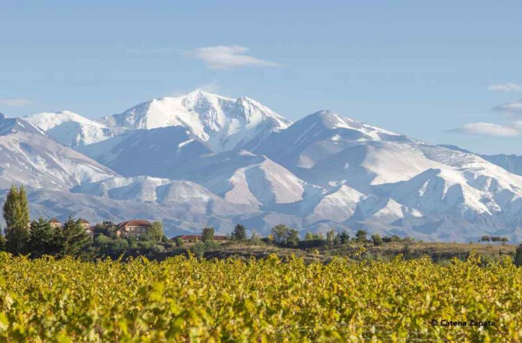 Malbec grape varietal