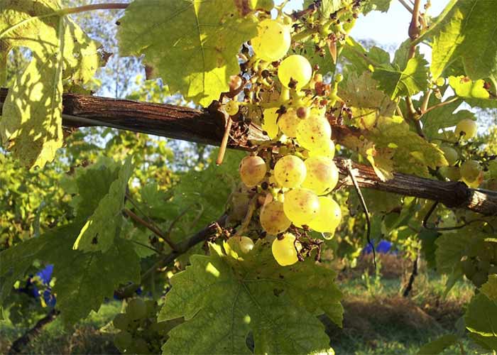 Seyval Blanc grapes