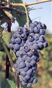 Aglianico grape varietal