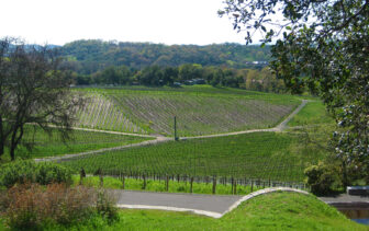Palmaz Vineyards