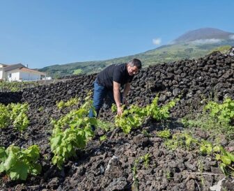 Azores Wine Company