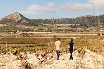Bodegas Volver La Mancha vineyards
