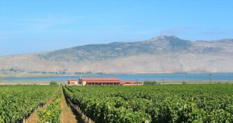 Alpha Estate vineyards Greece