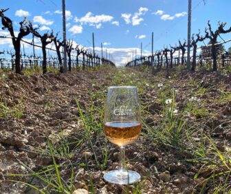 Clos Cibonne vineyards France