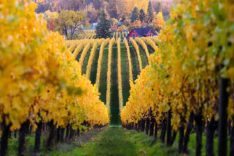 Sokol Blosser Müller-Thurgau vineyards | Dundee Hills, Oregon