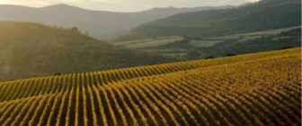Familia Torres Tempranillo Spain