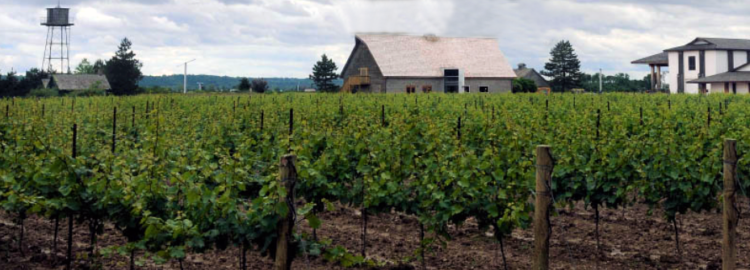 Inniskillin ice wine vineyards Canada
