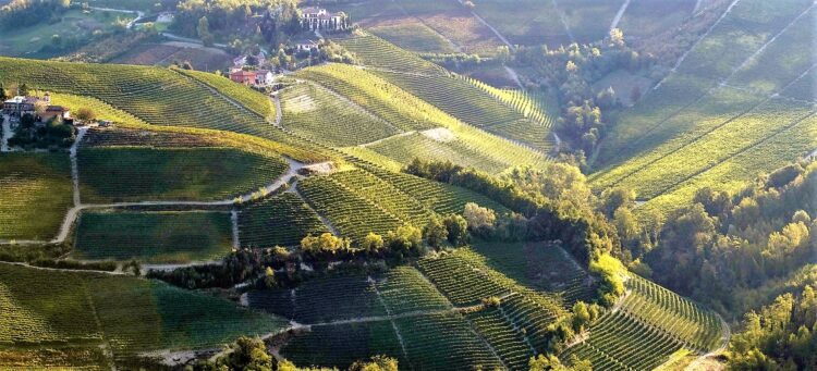 Italian wine