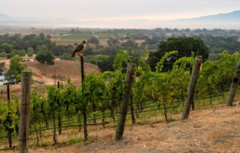 Cabernet Franc Jamshíd Maddahi Family Vineyard