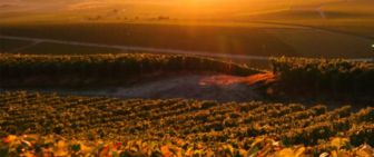 Champagne Brut Waris Larmandier vineyards