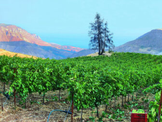 Retsina, Tetramythos Vineyards | Greece
