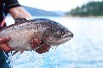 King Salmon Regal Marlborough New Zealand